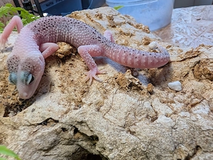 Leopardgeckos ENZ 26 