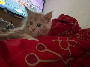 nur heute 350 für eine 650 für beide zuckersüße Main coon kitten