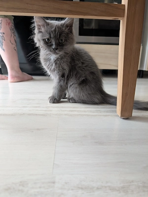 Britisch Langhaar Kater sucht sein Zuhause 
