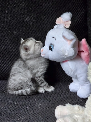 Bkh Baby black silver tabby spotted,weiblich 