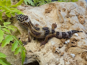 Leopardgecko ENZ 26