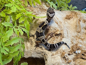 Leopardgeckos ENZ 26 
