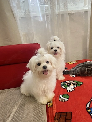Zwei süße Bichon-Welpen   Geschwister 