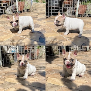 Intelligenter französischer Bulldoggenwelpe verfügbar. WhatsApp:  