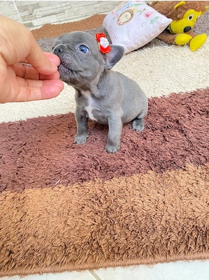 Niedlicher französischer Bulldoggenwelpe verfügbar. WhatsApp:  