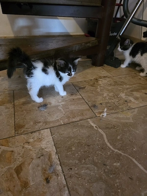 Maine Coon Kitten