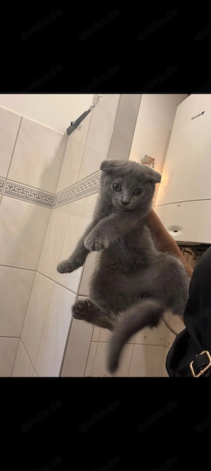 katzen babbis