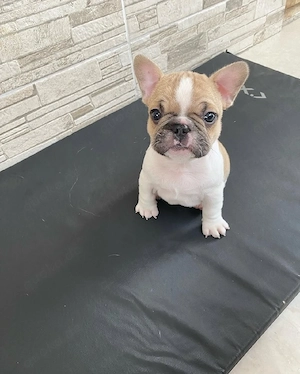 Französischer Bulldoggenwelpe sucht ein liebevolles Zuhause. WhatsApp:  