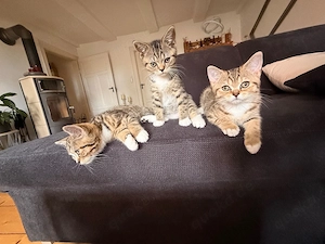 BKH Kitten Abgabebereit 