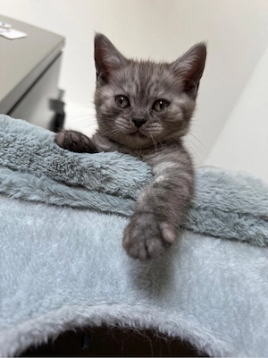    Drei süße BKH-Kitten suchen ein liebevolles Zuhause   