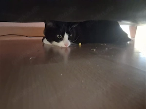 Katerchen sucht