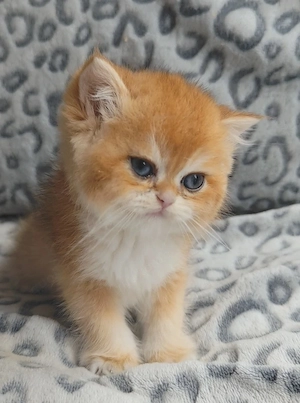 bkh blh kitten