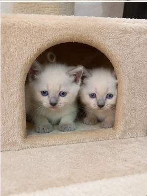 BKH Kitten suchen ein liebevolles Zuhause     