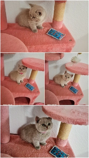 Bkh-kitten 