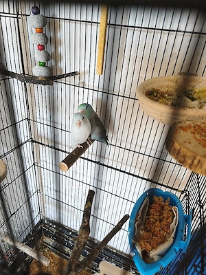 Sperlingspapagei 
