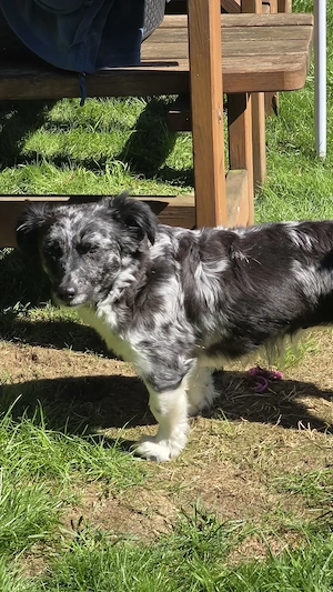 Kleiner Border-Collie Mix (Hündin) mit Handicap abzugeben. Bitte alles lesen!!