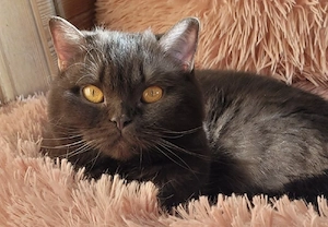 Deckkater BKH Chocolate Solid