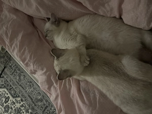 BKH kitten (Gesamtpreis für beide inkl Zubehör)