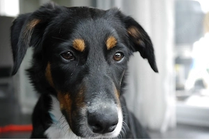 Sally sucht ein neues Zuhause 
