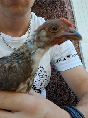 junger Blumenhuhn Hahn