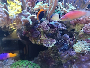 Euphyllia glabrescens Bild 2