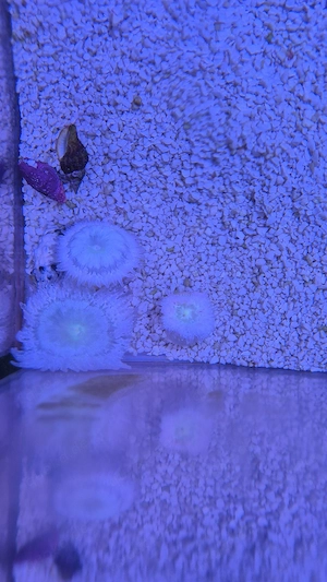 Meerwasser Aquarium Anemonen Sandanemone