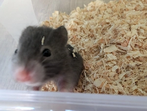 Kleine süße Goldhamster Baby,s abzugeben 