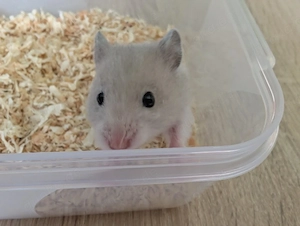 Kleine süße Goldhamster Baby,s abzugeben 