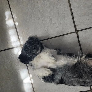 Border Collie Mix Hündin sucht ein zu Hause!