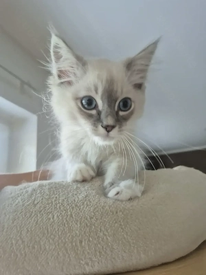 Wunderschönes Ragdoll Katerchen mit Stammbaum 