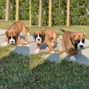 Wunderschöne Boxerwelpen zu verkaufen   WhatsApp:  