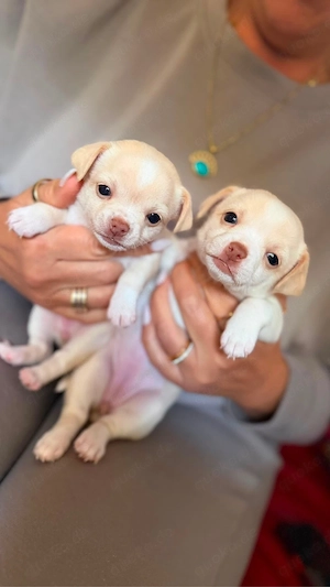 Chihuahua beige