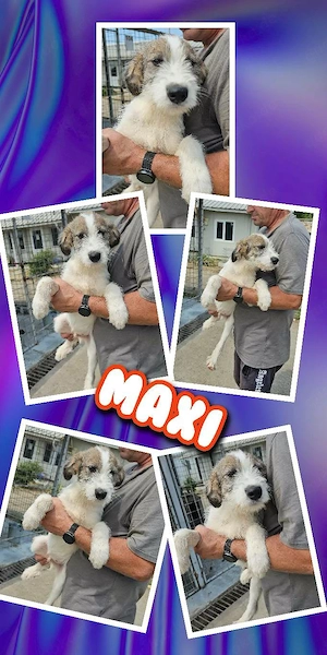 wunderschöner Welpenjunge "Maxi" sucht ein liebevolles Zuhausse