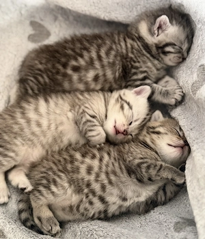 Wunderschöne BKH Kitten