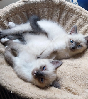 Nur noch 2 süße Heilige Birma   Britisch Kurzhaar Mix Kater Kitten suchen ein liebevolles Zuhause