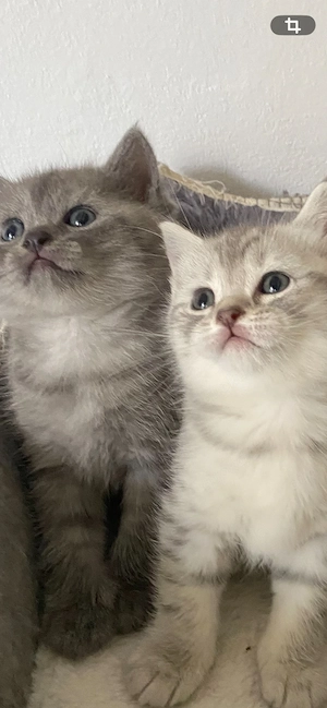BKH Kitten silver  blue tabby reinrassig