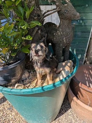 Süßer Jack Russel Mix( für 1 Jahr geimpft)