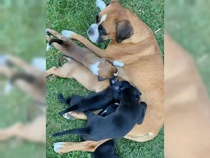 Boxerwelpen aus Hobbyzucht m.Papieren u.EU- Heimtierausweis