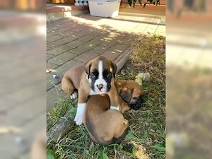 Reinrassige Boxerwelpen mit Stammbaum suchen eine Liebevolle zu Hause