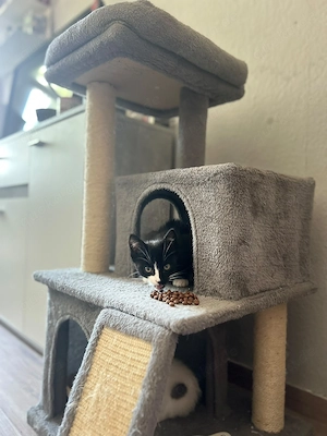 Schwarzer Kater 