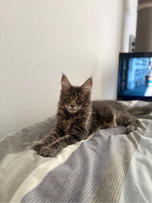 junger Maine Coon Kater sucht Zuhause