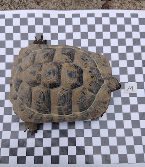 Griechische Landschildkröten abzugeben