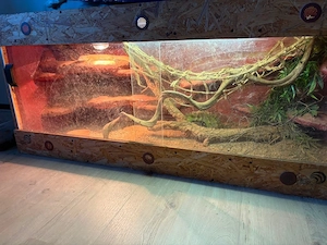 Nilwaran 1.0 mit Terrarium 