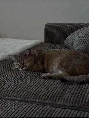 Liebevolle BKH Kater 