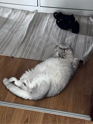 Liebevolle BKH Kater 