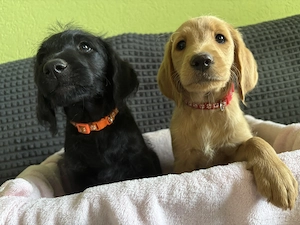 Zuckersüße Labradoodlewelpen suchen ab Mitte August ein tolles Zuhause 
