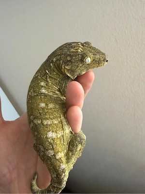Leachianus Bayonnaise 0.1   NZ 12.08.2024
