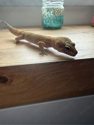 Leopardgecko     NZ 2023