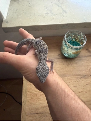 4 Leopardgeckos   NZ 2025   einzeln oder zusammen abzugeben