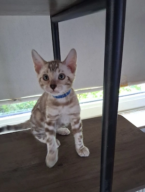 Bengal Babys